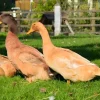 Pato Orpington