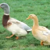 Pato Saxe