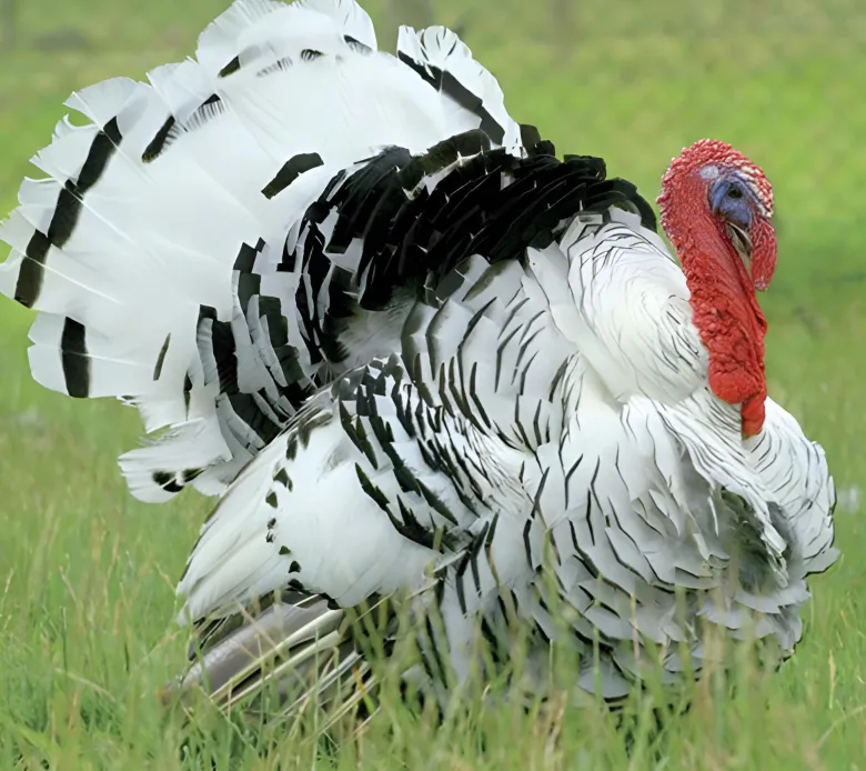 Pavo común