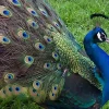 Pavo real ala negra