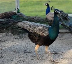 Pavo real azul