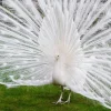 Pavo real blanco