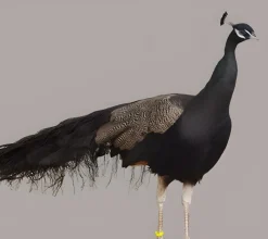 Pavo real bronce