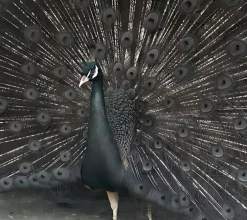 Pavo real bronce