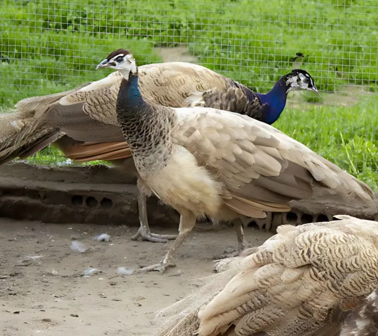 Pavo real púrpura