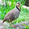 Perdiz griega