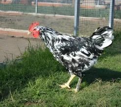 Pinta Asturiana