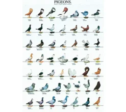 Posters