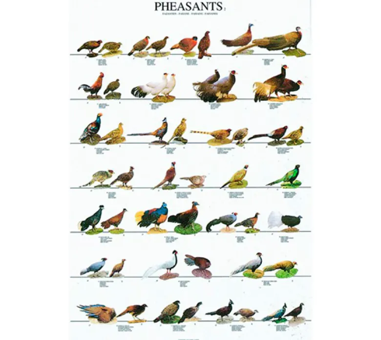 Posters