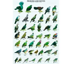 Posters