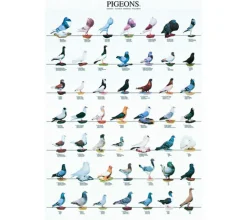 Posters
