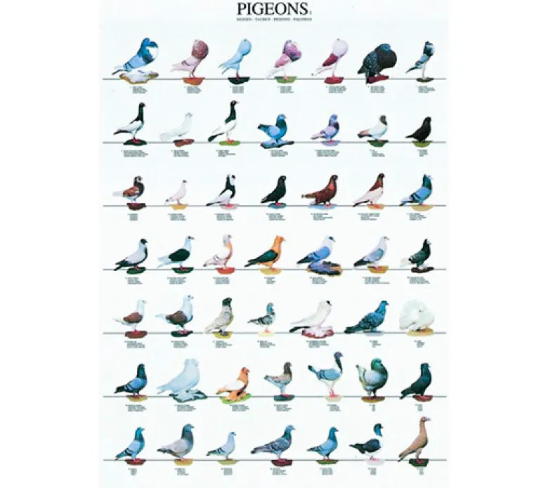 Posters