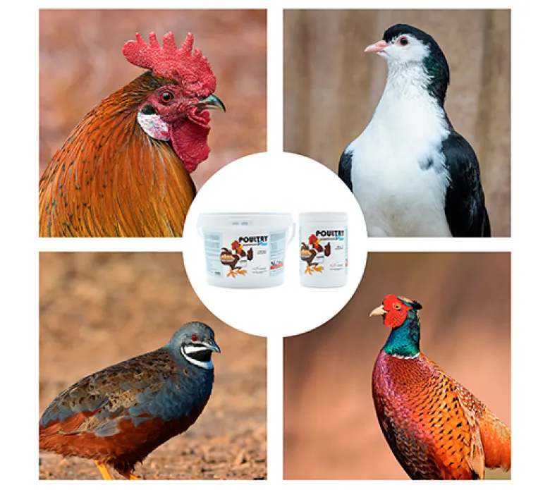 Poultry Plus