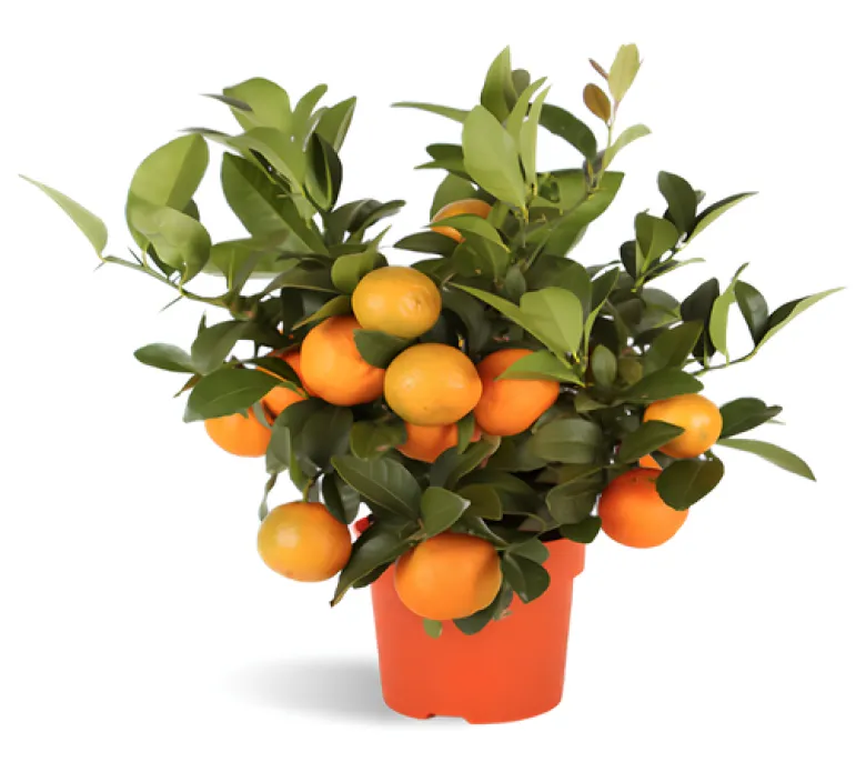 Rangpur Lime