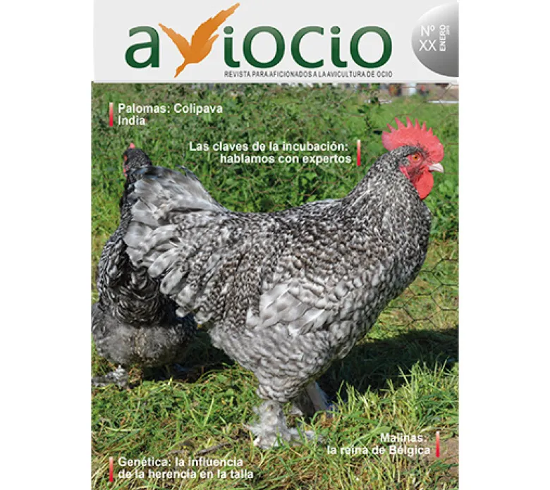 Revista AVIOCIO nº20