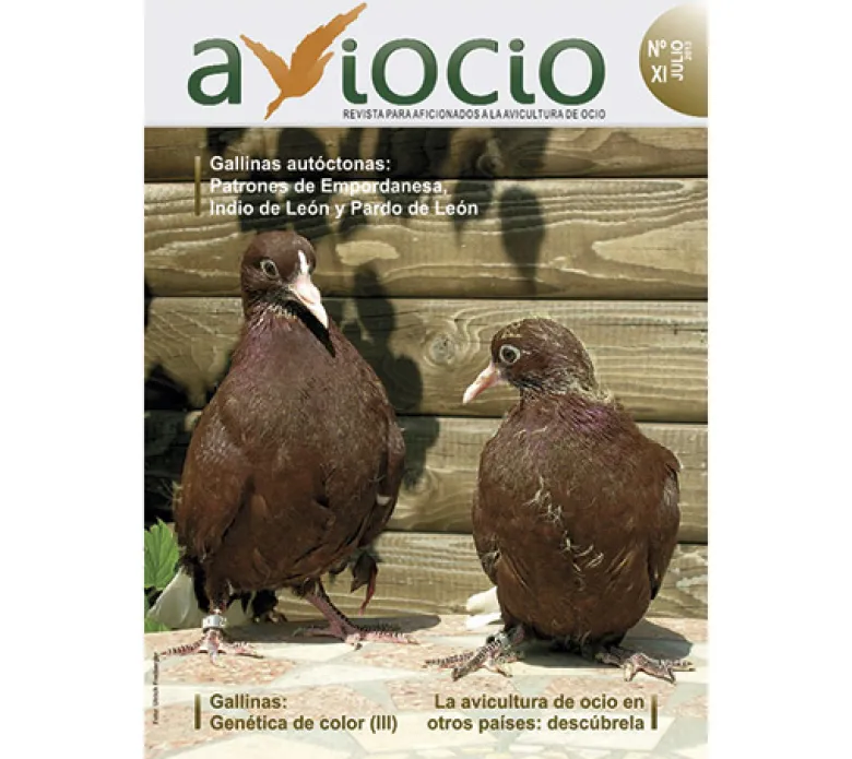 Revista AVIOCIO nº11