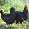 Rhode Island