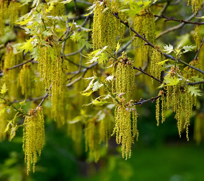 Roble