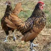 Sebright