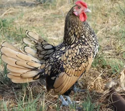 Sebright