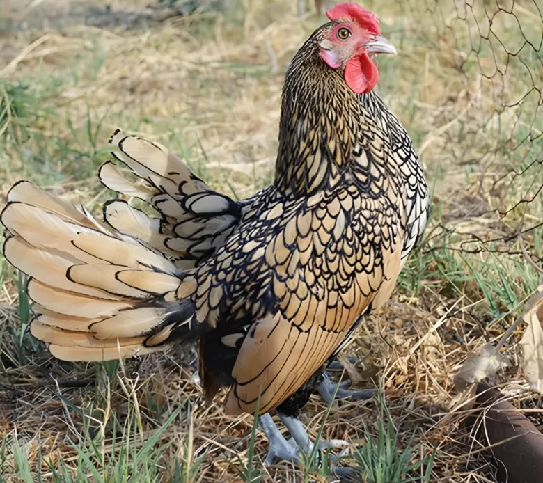 Sebright
