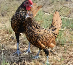 Sebright