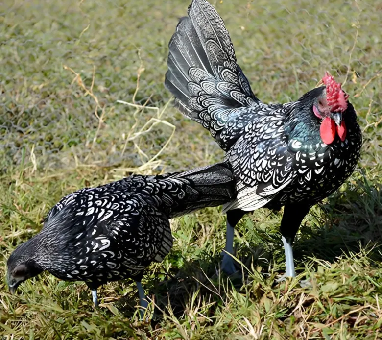 Sebright