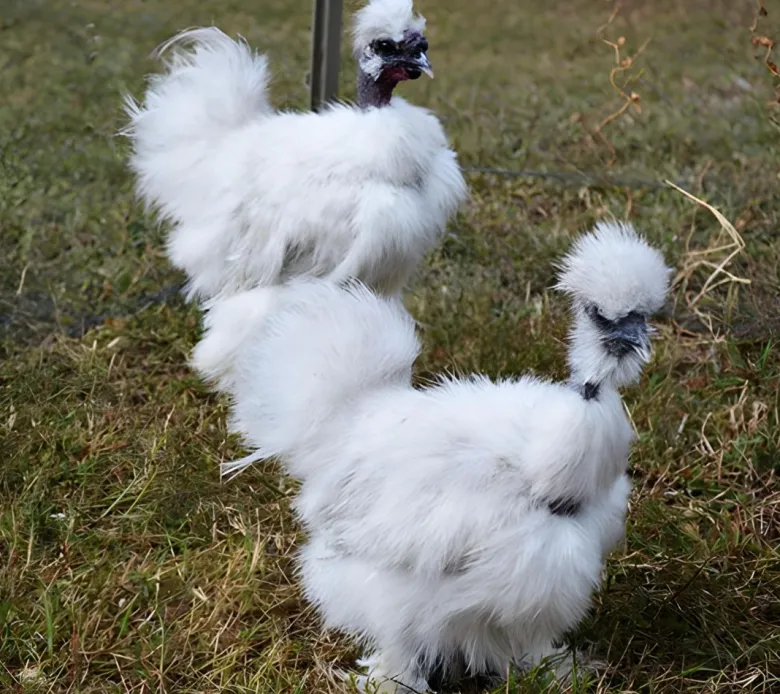 Sedosa Showgirl