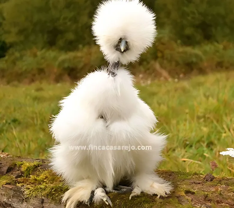 Sedosa Showgirl