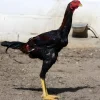 Shamo