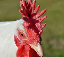 Siciliana