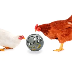 Snack ball