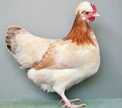 Sulmtaler enano