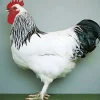 Sundheimer