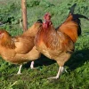 Sussex enano