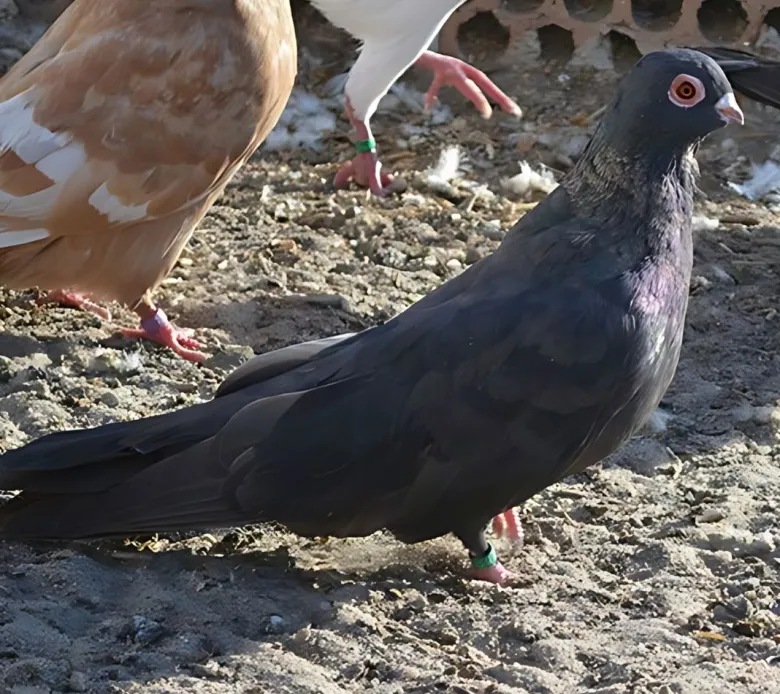 Swift de Egipto