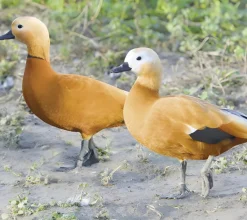 Tarro canelo
