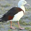 Tarro radjah