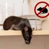 Trampa para ratas