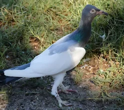 Volteadora Berlinesa de pico largo