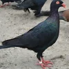 Volteadora danesa