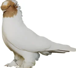 Volteadora de Botosani