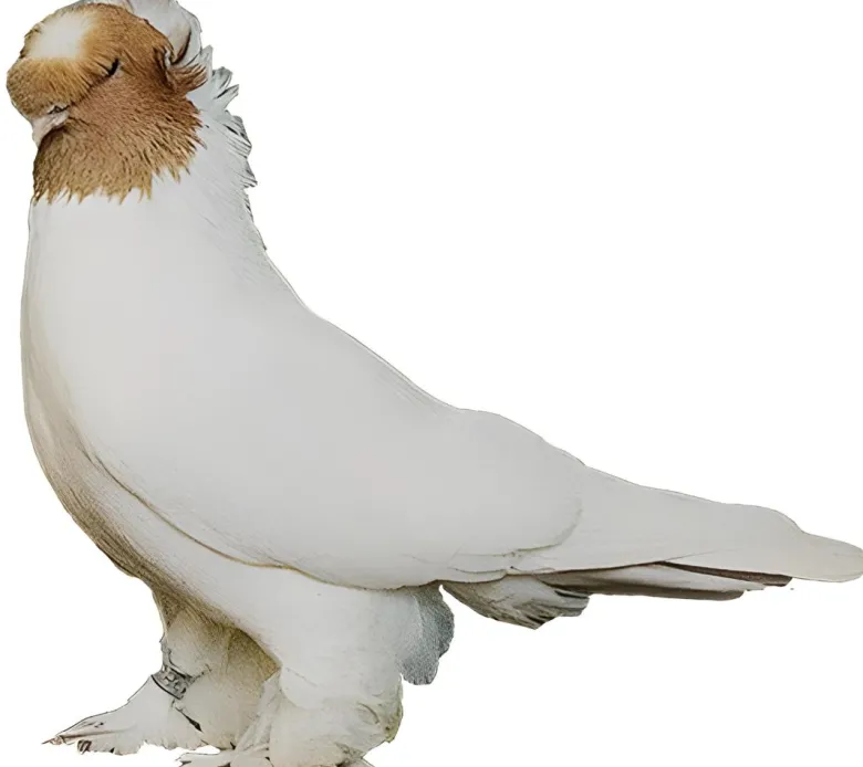 Volteadora de Botosani