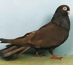 Volteadora de Galati