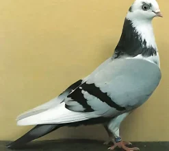 Volteadora de Galati