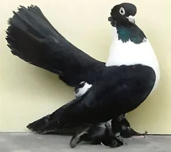 Volteadora de Rostow