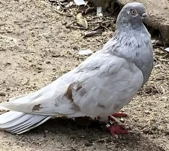 Volteadora plata rumana