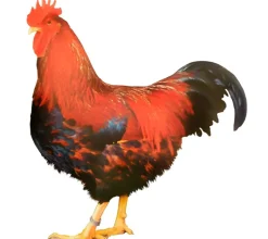 Welsumer