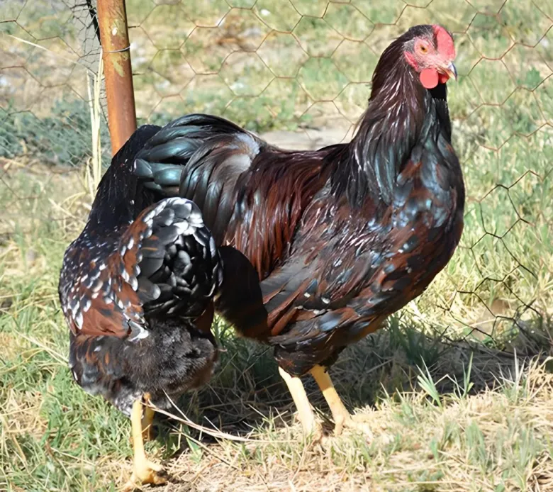 Wyandotte enano